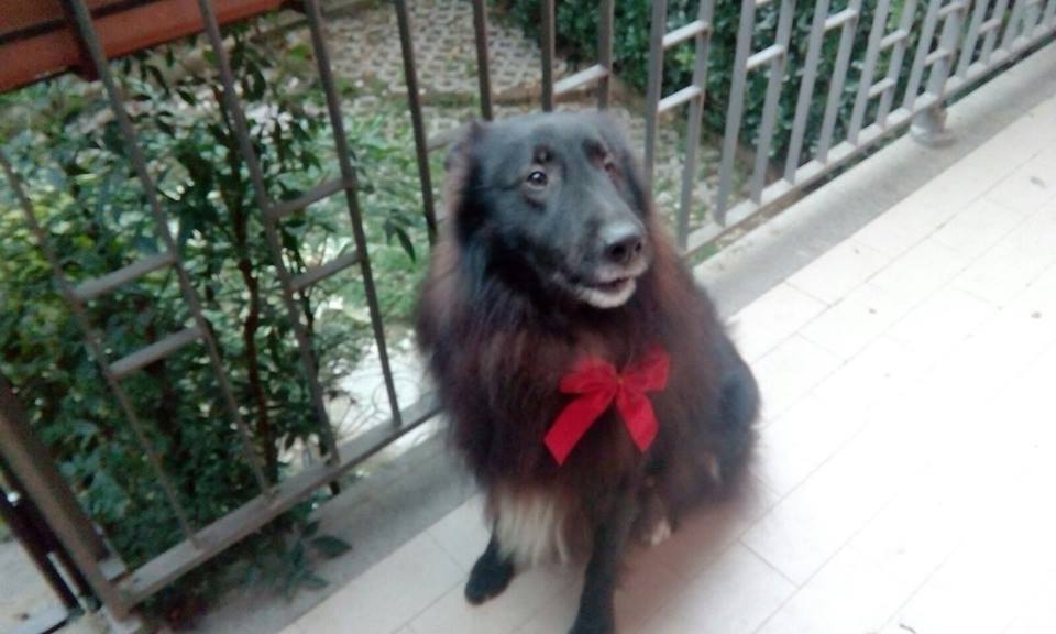 Tradizione vuole che il 26 novembre si metta un fiocco rosso al proprio cane (foto web)