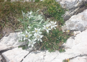 Stelutis alpinis, la canzone più bella che l’Italia volle stravolgere perché “manca la Patria”